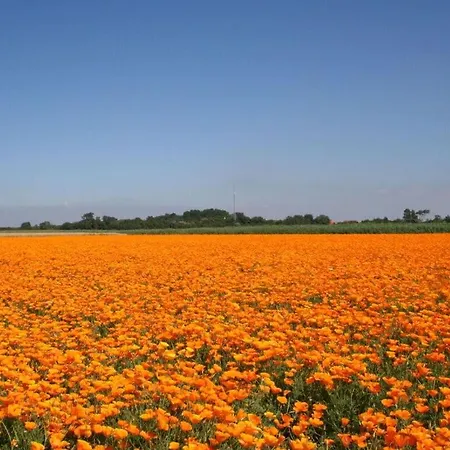 Huijsmansverhuur Type De Luxe Haringvliet 173 Nyaraló