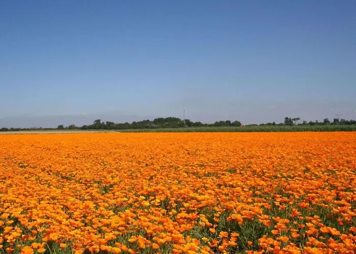 Huijsmansverhuur Type De Luxe Haringvliet 173 Vakantiehuis
